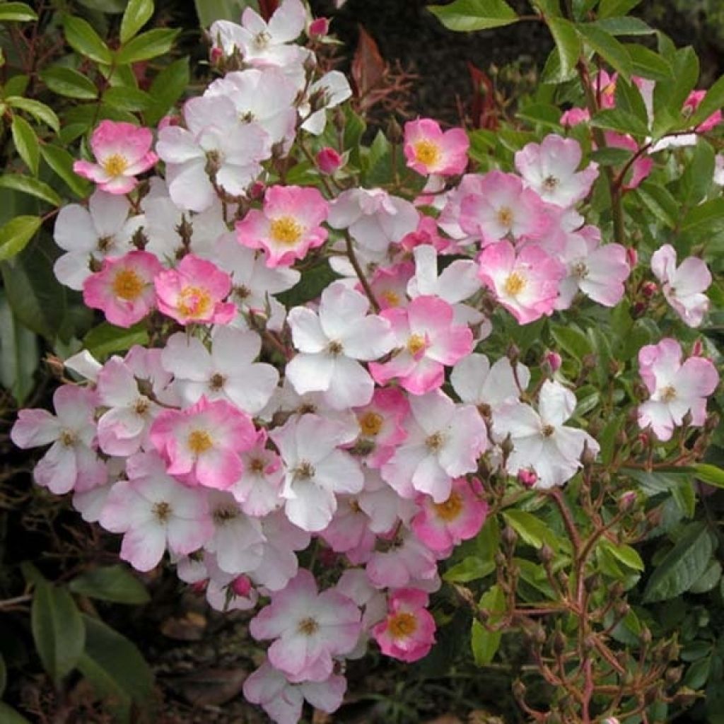Rosa ad alberello Ballerina