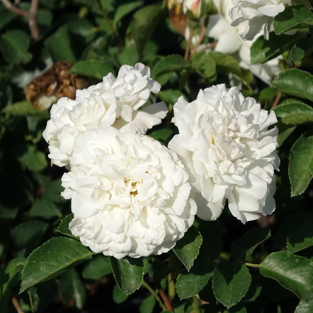 Rosa Bianca Meillandecor
