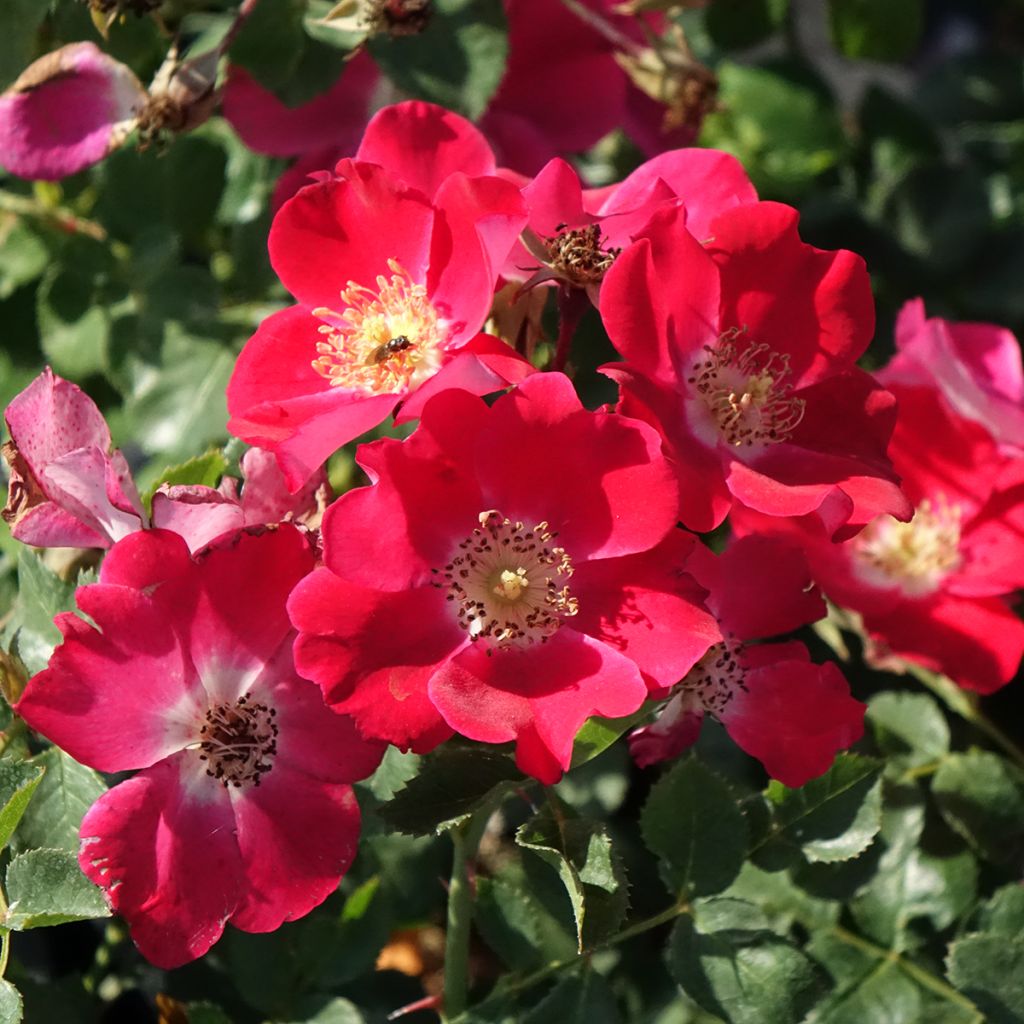 Rosa Candia Meillandecor