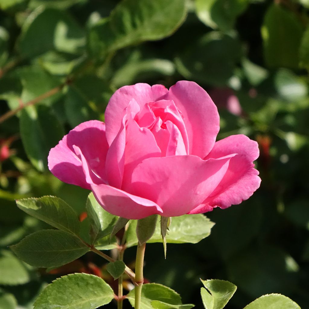 Rosa Deborah Meillandecor