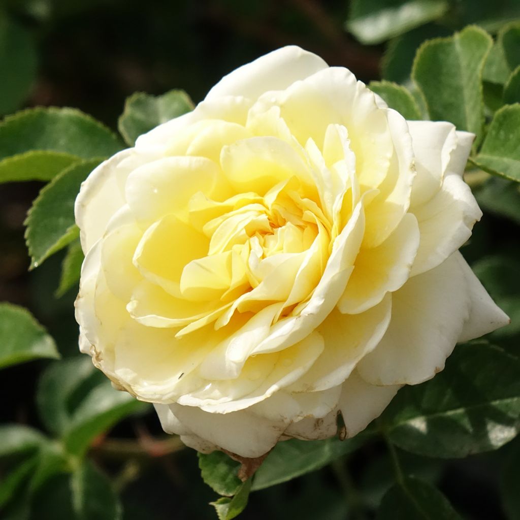 Rosa Nadia Meillandecor