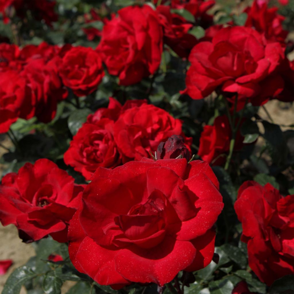 Rosa Grand Hotel