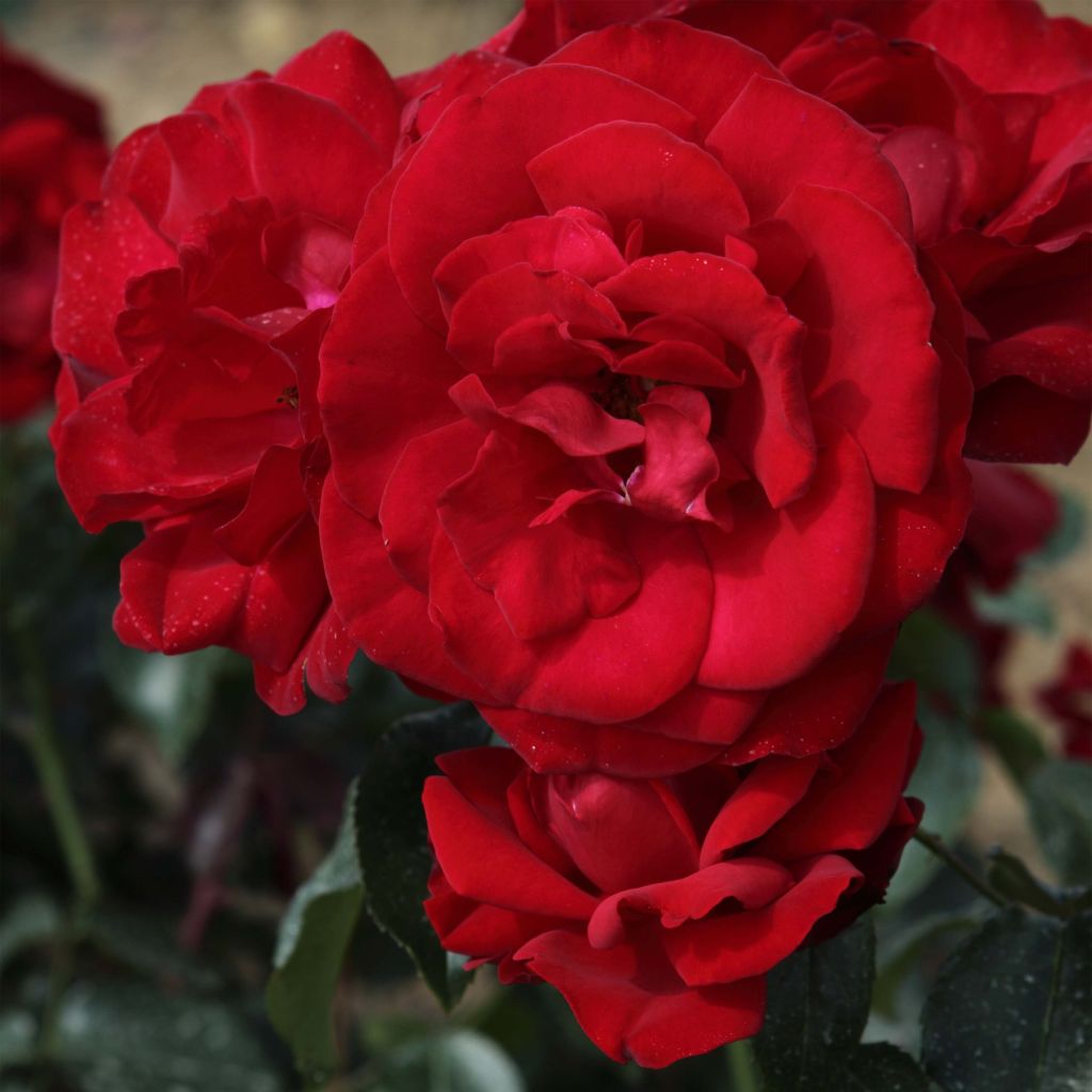 Rosa Grand Hotel
