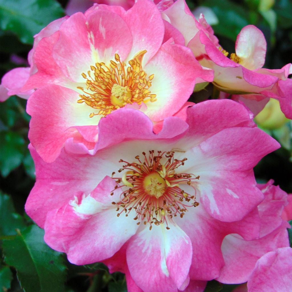 Rosa tappezzante Dolomiti Korrahibe