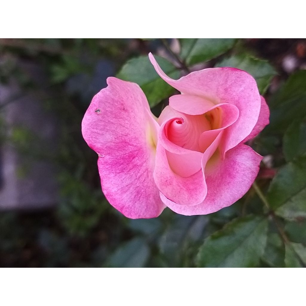 Rosa tappezzante Dolomiti Korrahibe