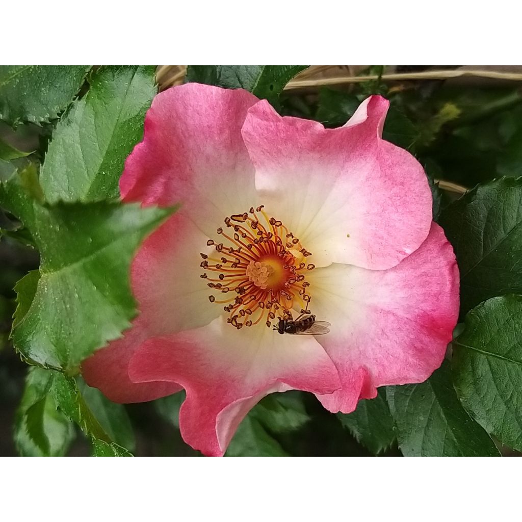 Rosa tappezzante Dolomiti Korrahibe