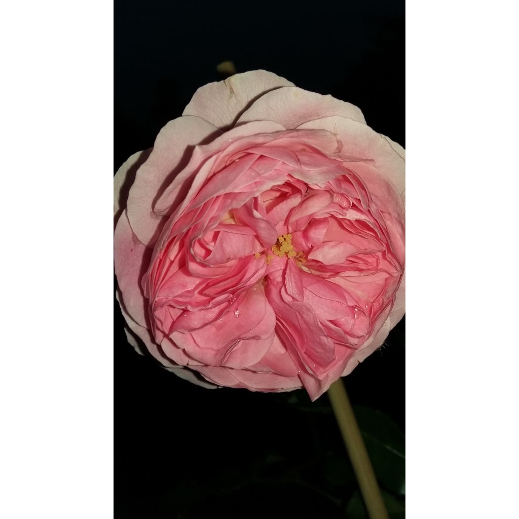 Rosa Urban Streetlight Larissa