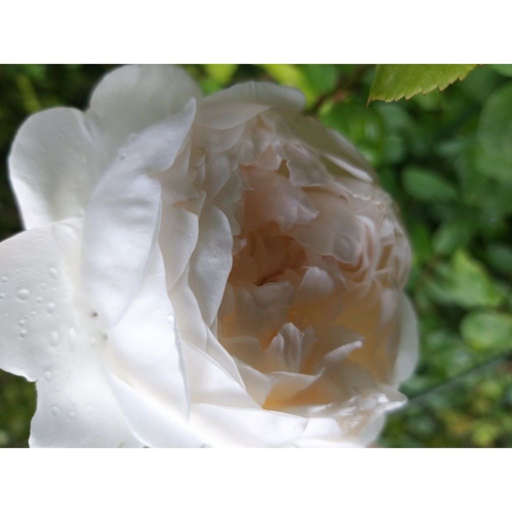 Rosa Glamis Castle