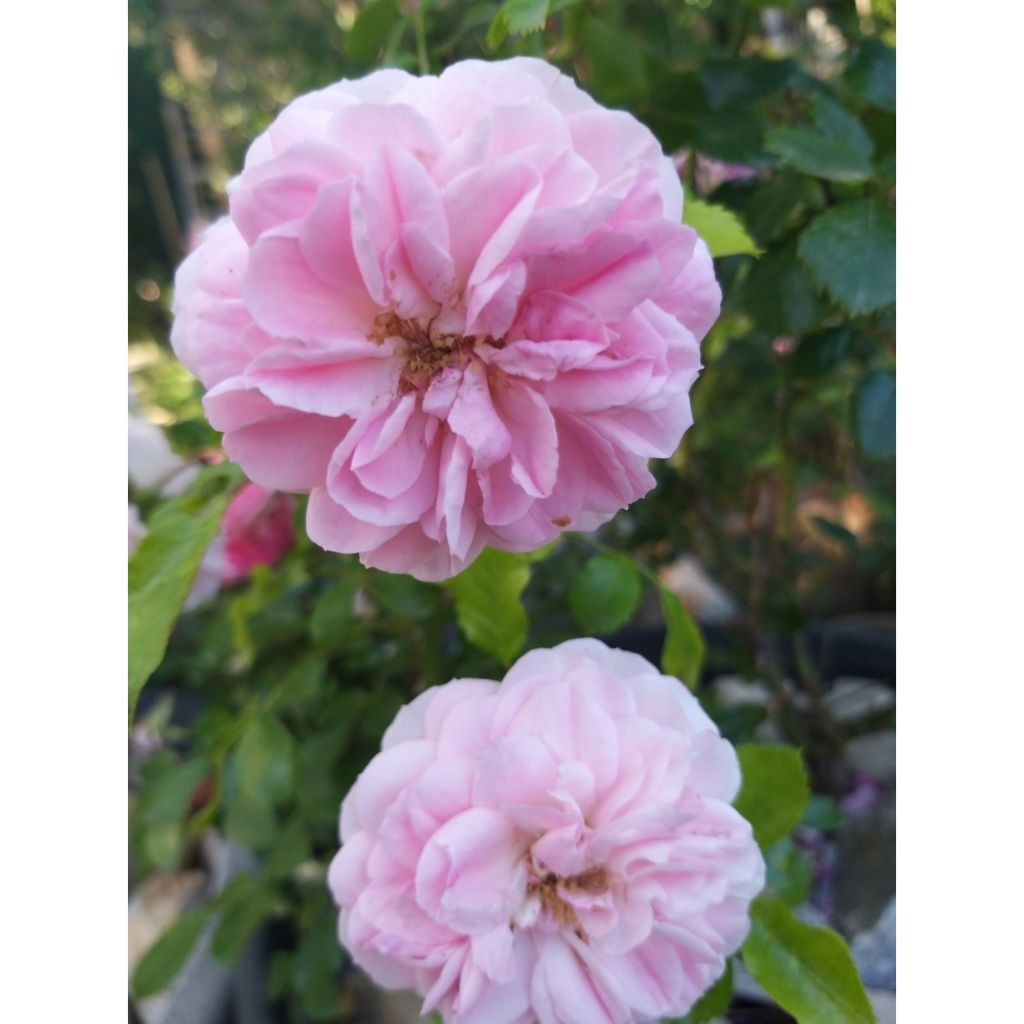 Rosa Harlow Carr
