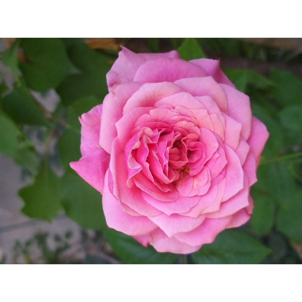Rosa tappezzante Pink Voluptia
