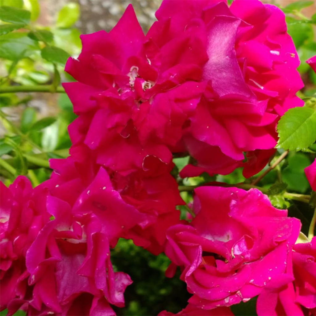 Rosa rampicante Crimson Shower