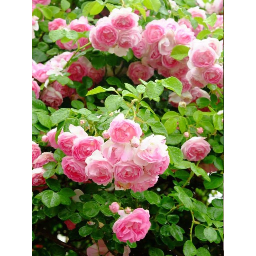 Rosa rampicante Climbing Max Jasmina