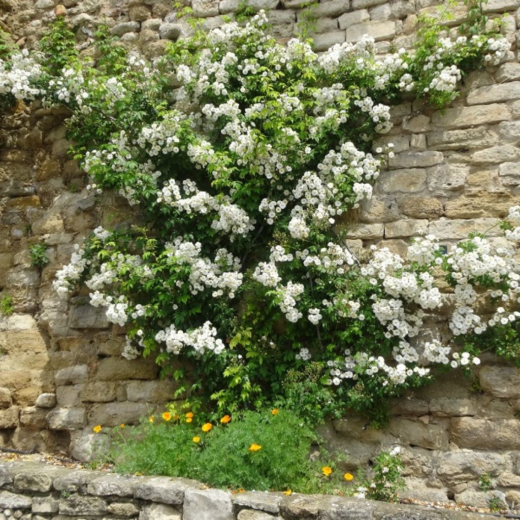 Rosa multiflora Seagull