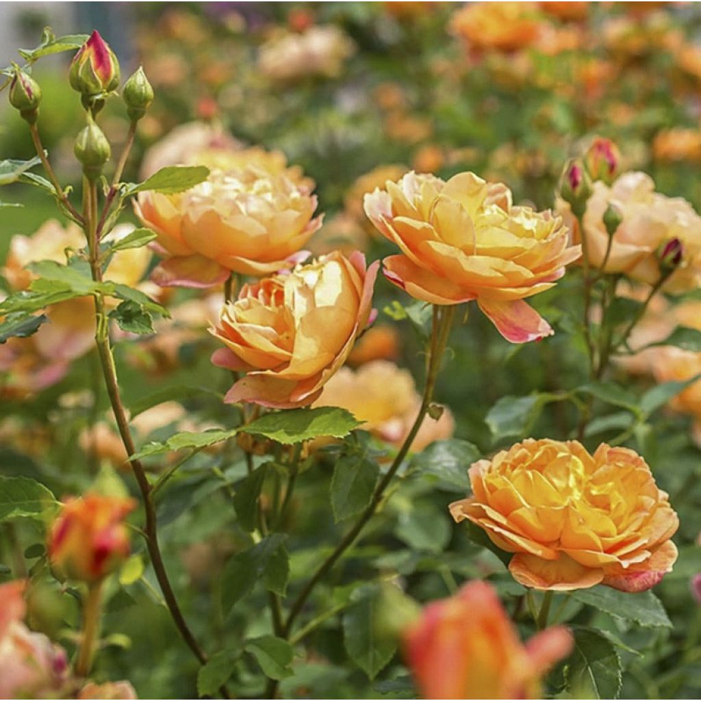 Rosa ad alberello David Austin Lady Of Shalott