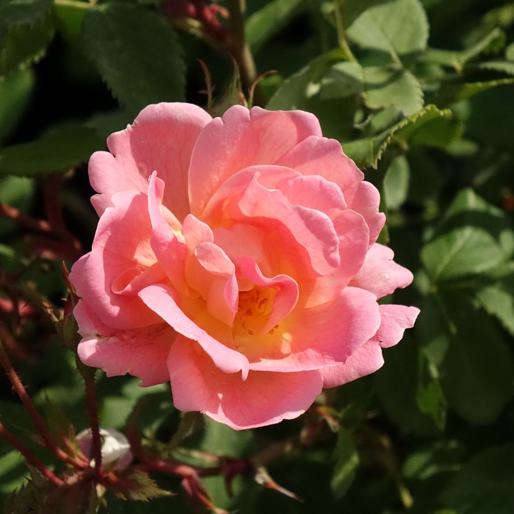 Rosa tappezzante Meillandecor Pink Chantilly Meilevire
