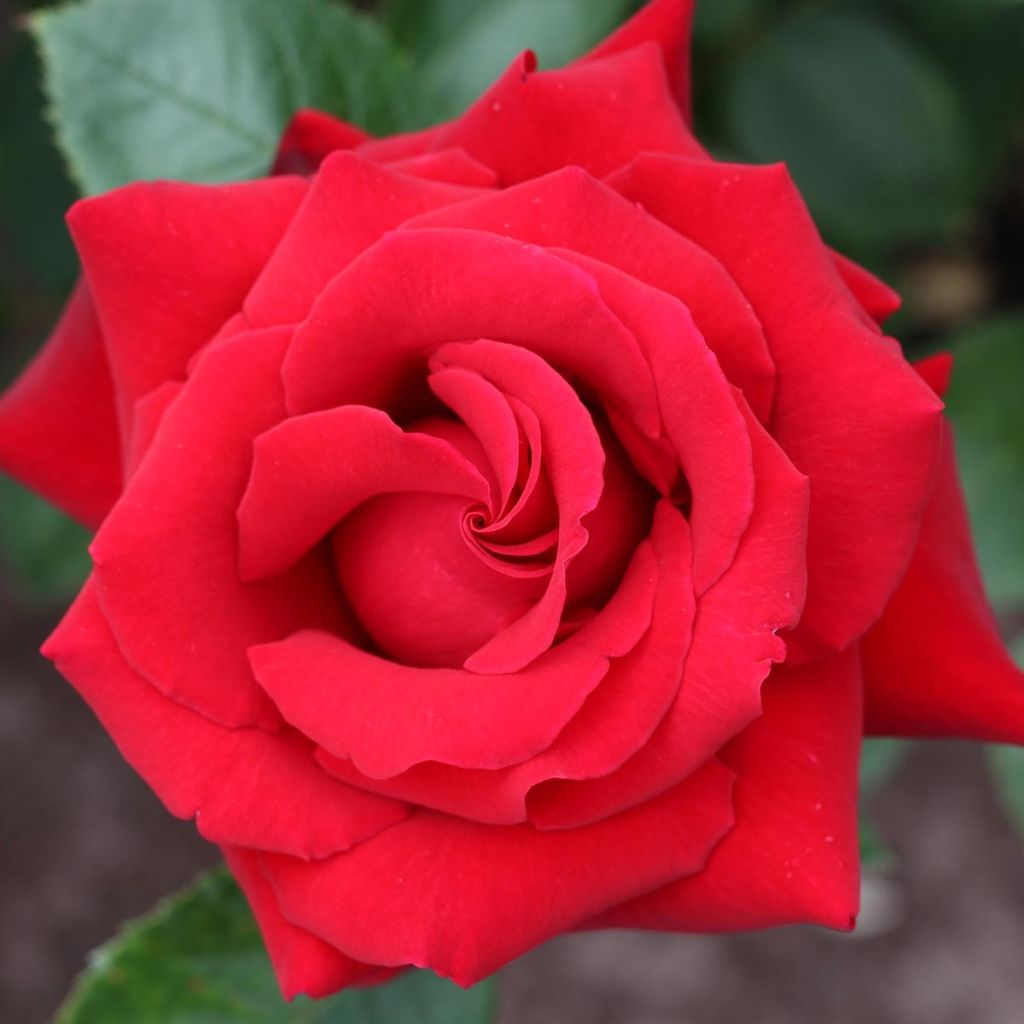 Rosa ad alberello Mister Lincoln