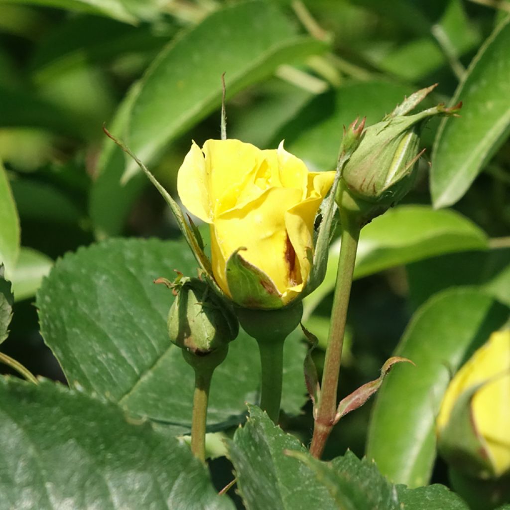 Rosa ad alberello Friesia Koresia