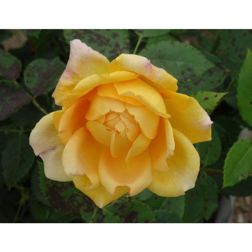 Rosa Golden Celebration