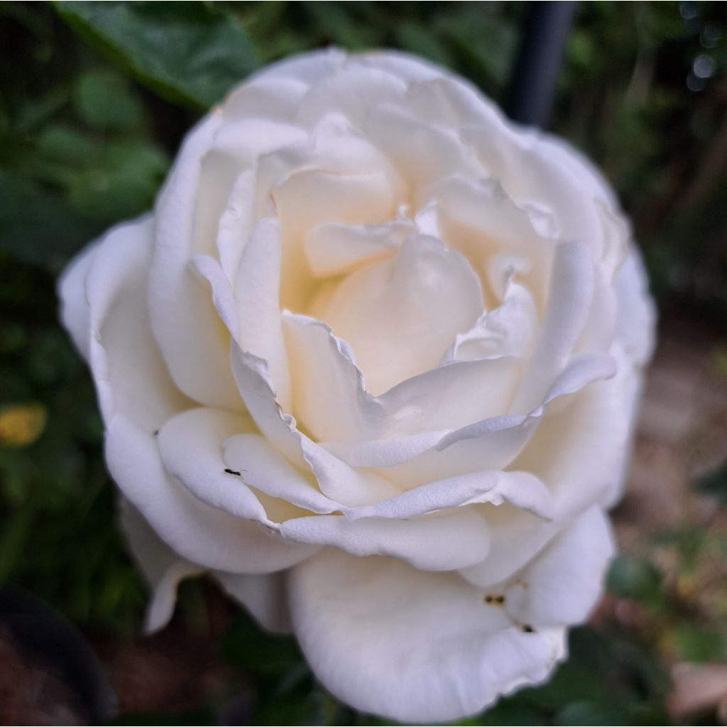 Rosa Jeanne Coeur