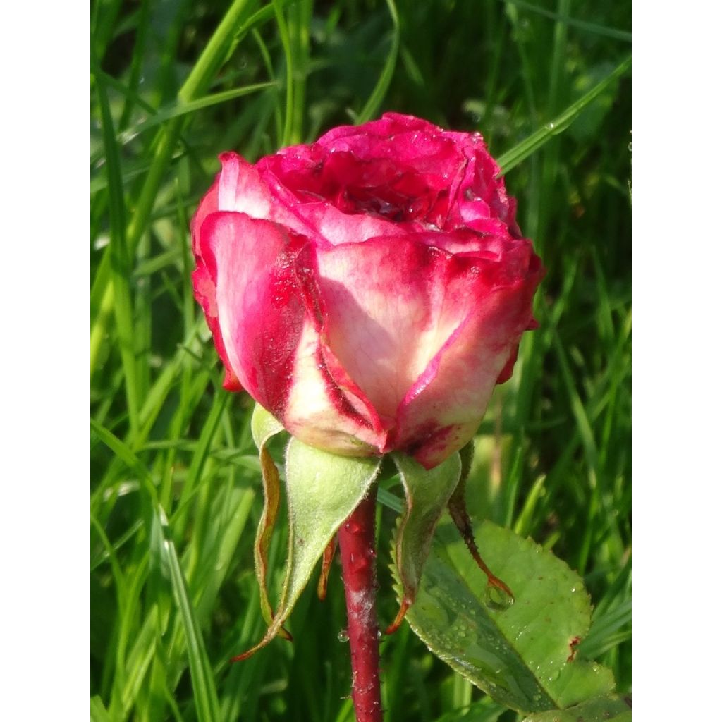 Rosa polyantha Laminuette