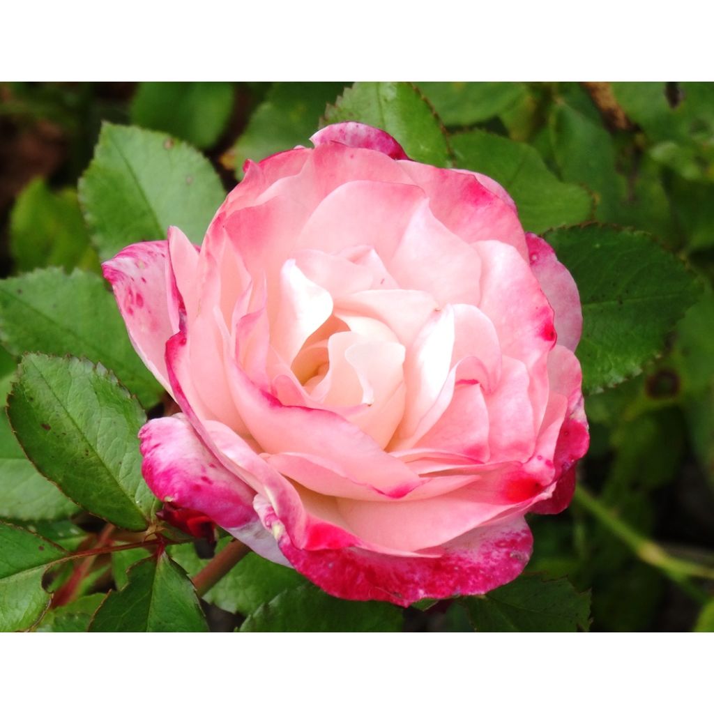 Rosa polyantha Rosenstadt Freising