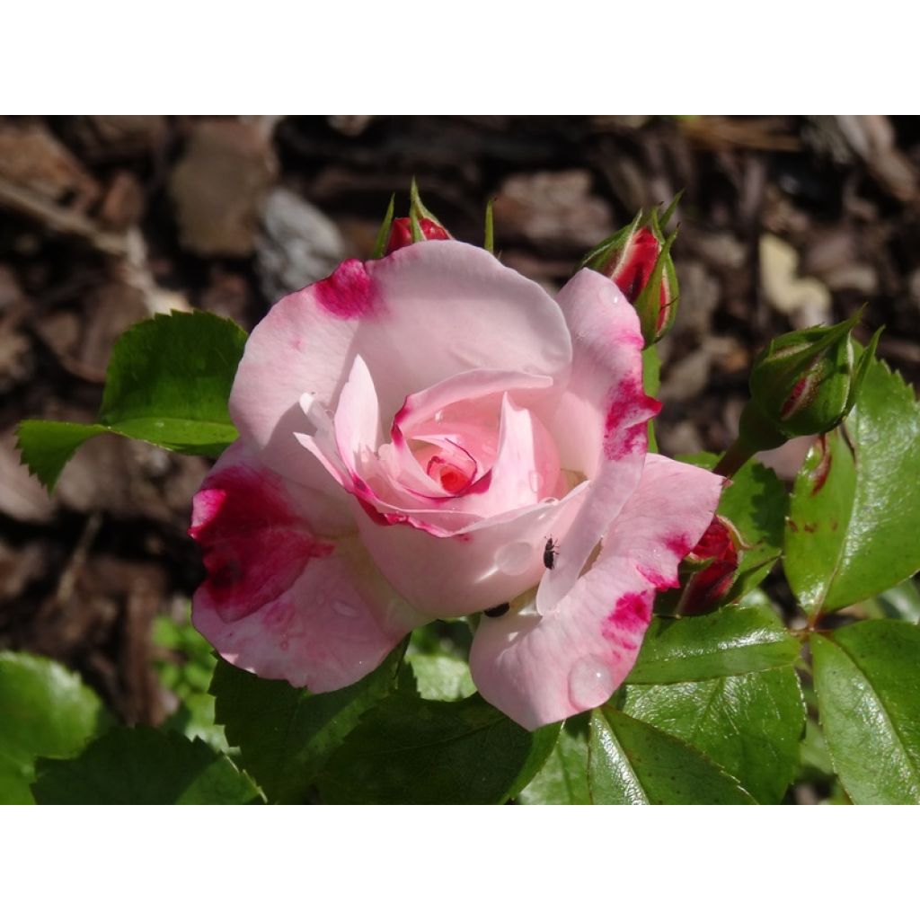Rosa polyantha Rosenstadt Freising