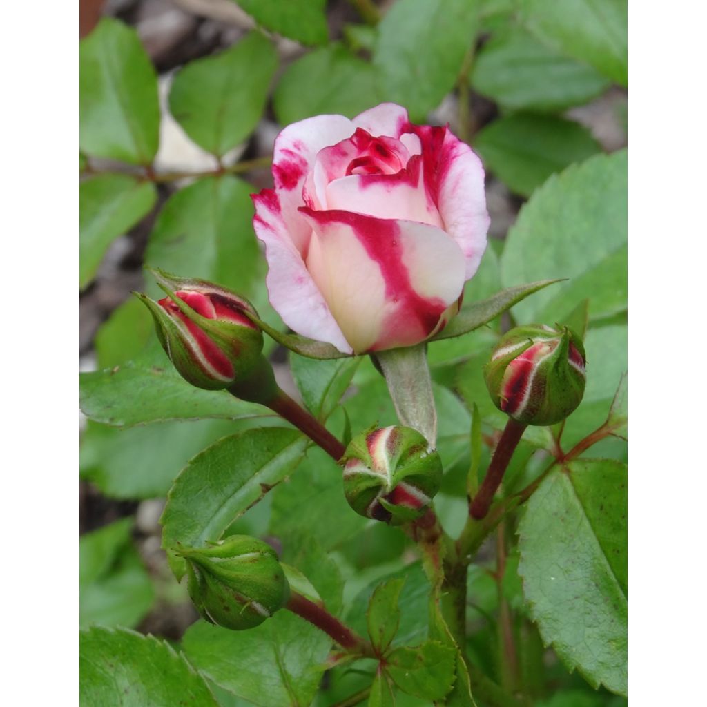 Rosa polyantha Rosenstadt Freising