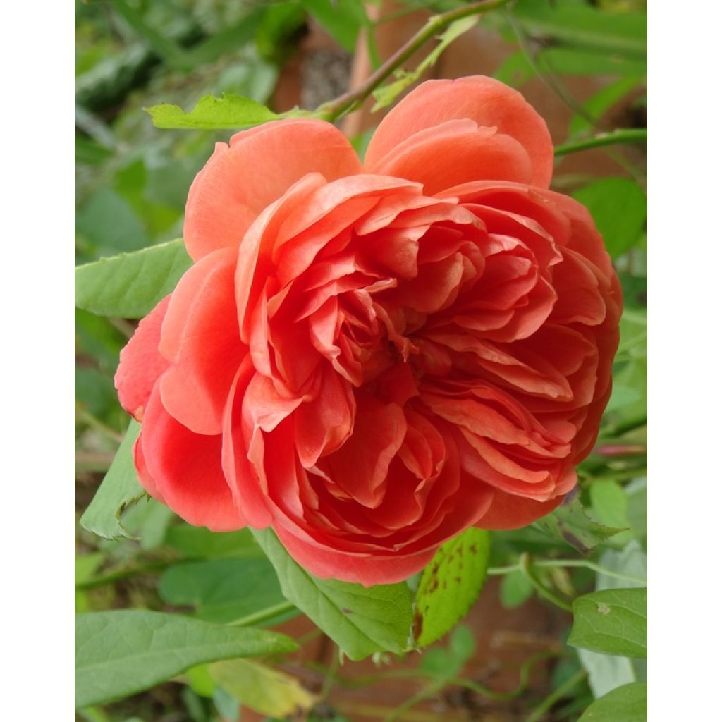Rosa Summer Song