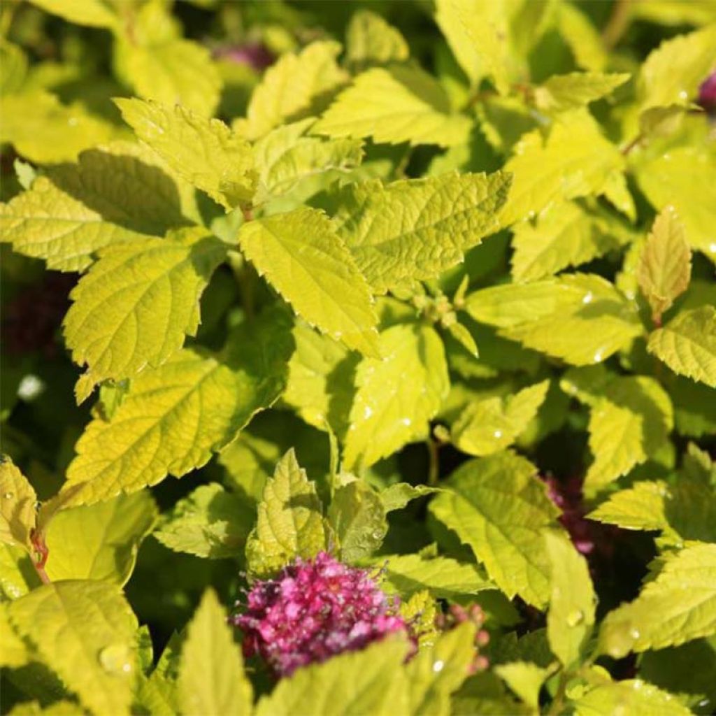 Spirea japonica Double Play Gold - Spirea del Giappone