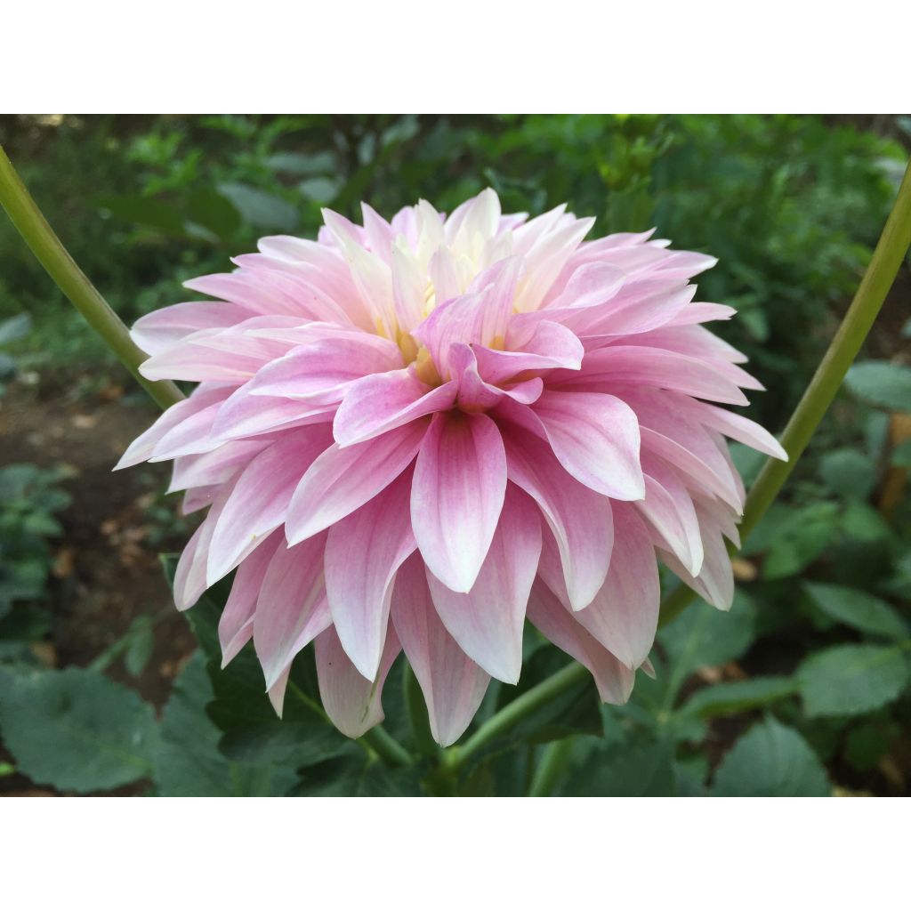 Dalia decorativa Sweet Tiamo