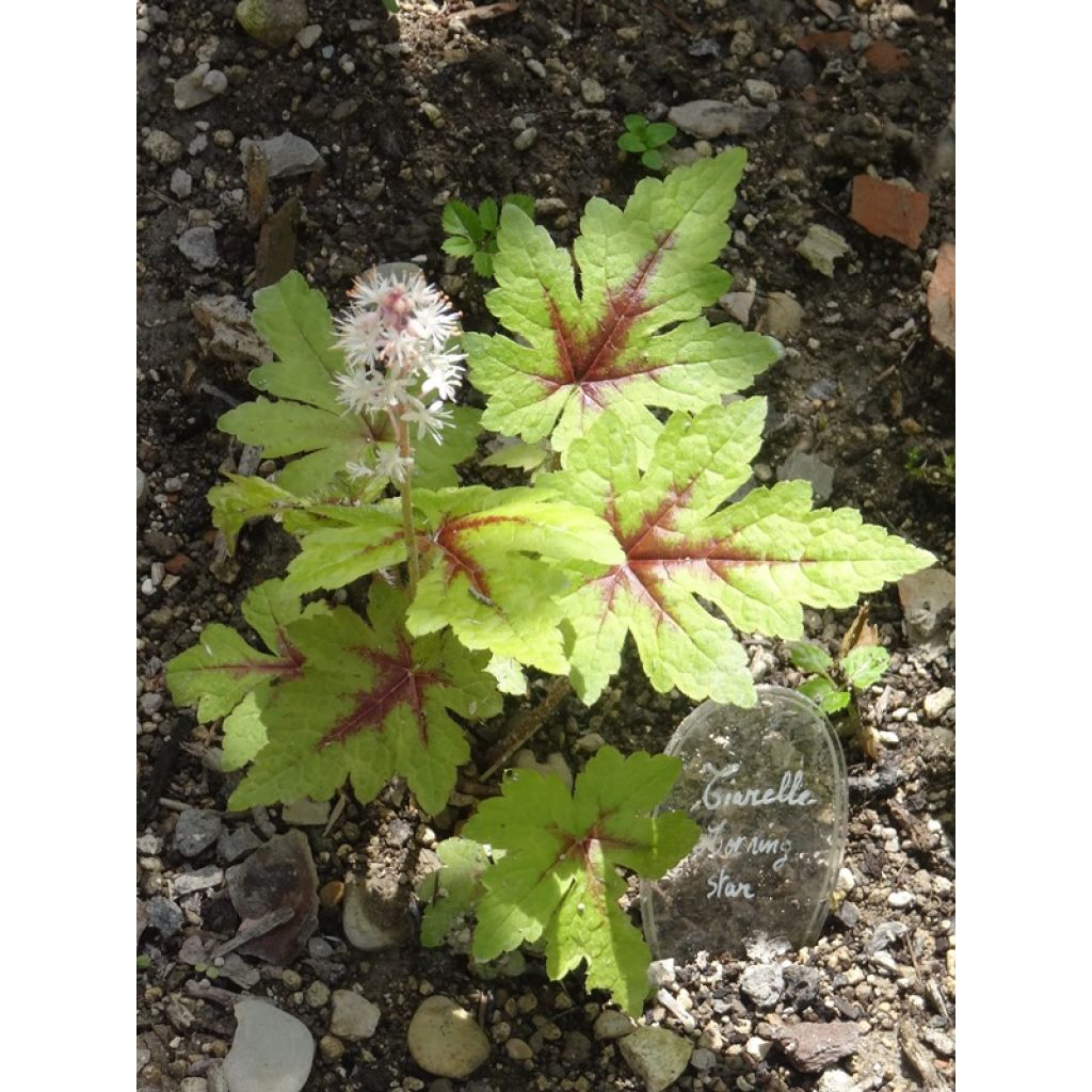 Tiarella Morning Star