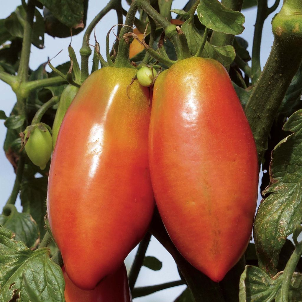 Pomodoro a forma allungata Cornabel