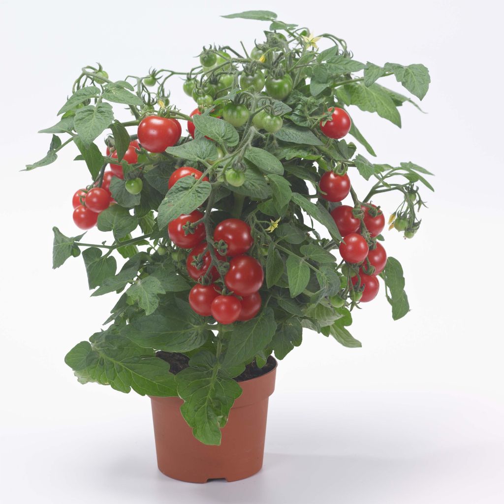 Pomodoro ciliegino/datterino Sturdy Jo F1