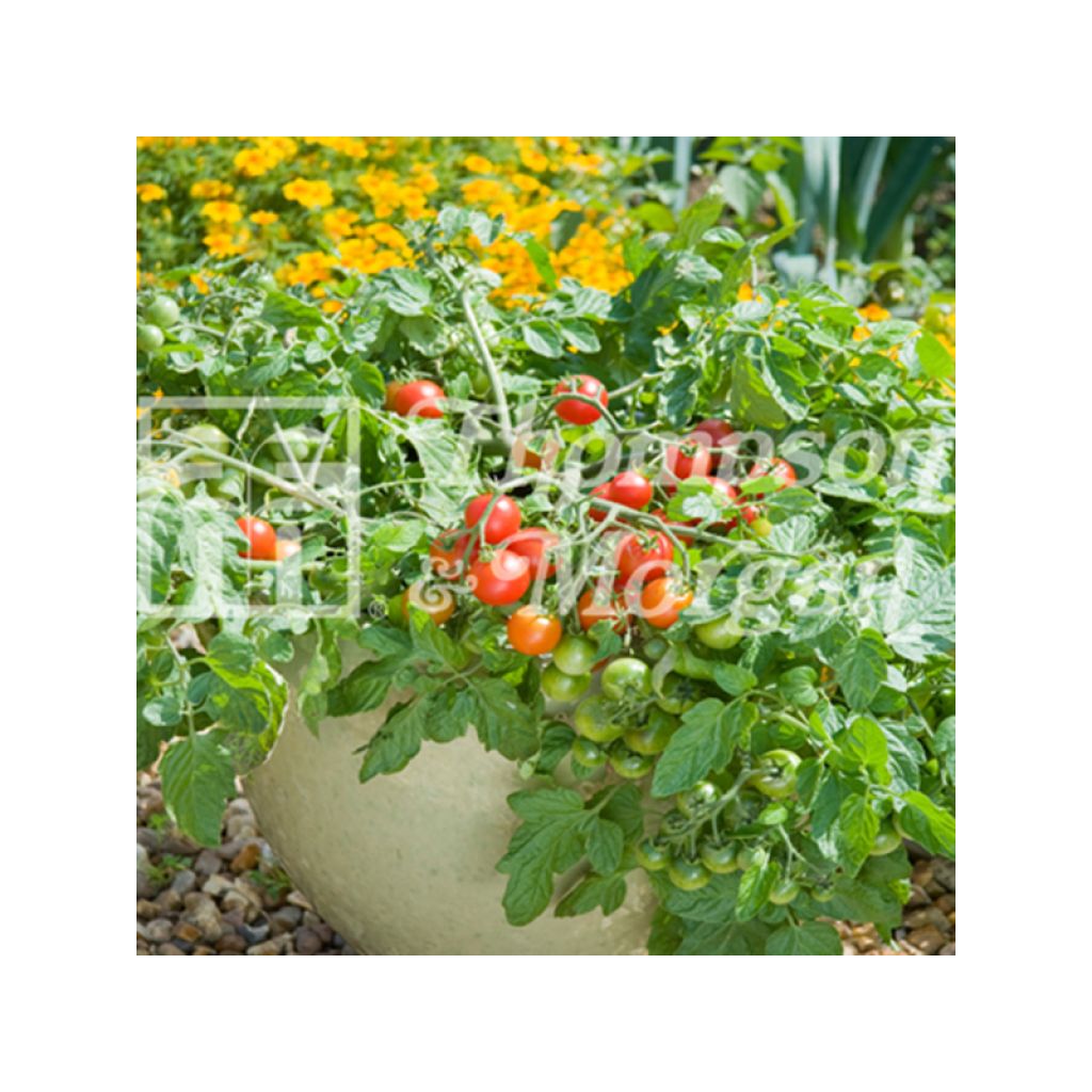 Tomate Terenzo F1 - Tomate-cerise