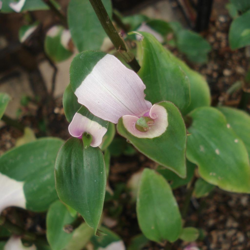 Ephémère de Virginie - Tradescantia andersoniana Blushing Bride