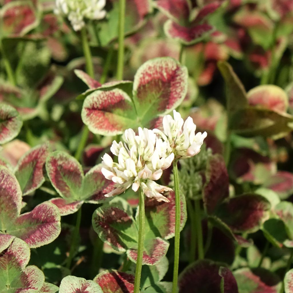 Trifolium repens Estelle - Trifoglio ladino