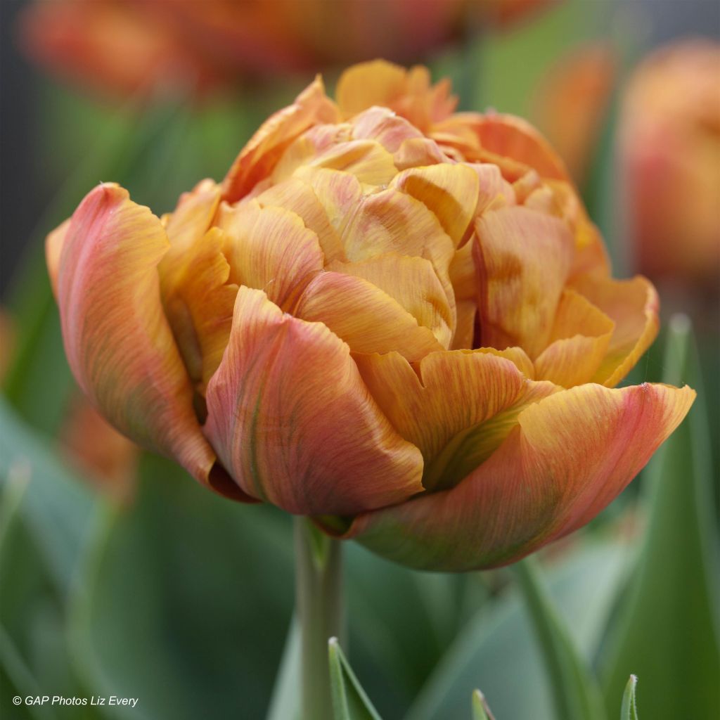 Tulipano Brownie