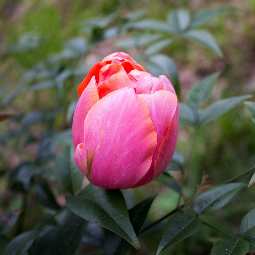 Tulipano Menton Unique