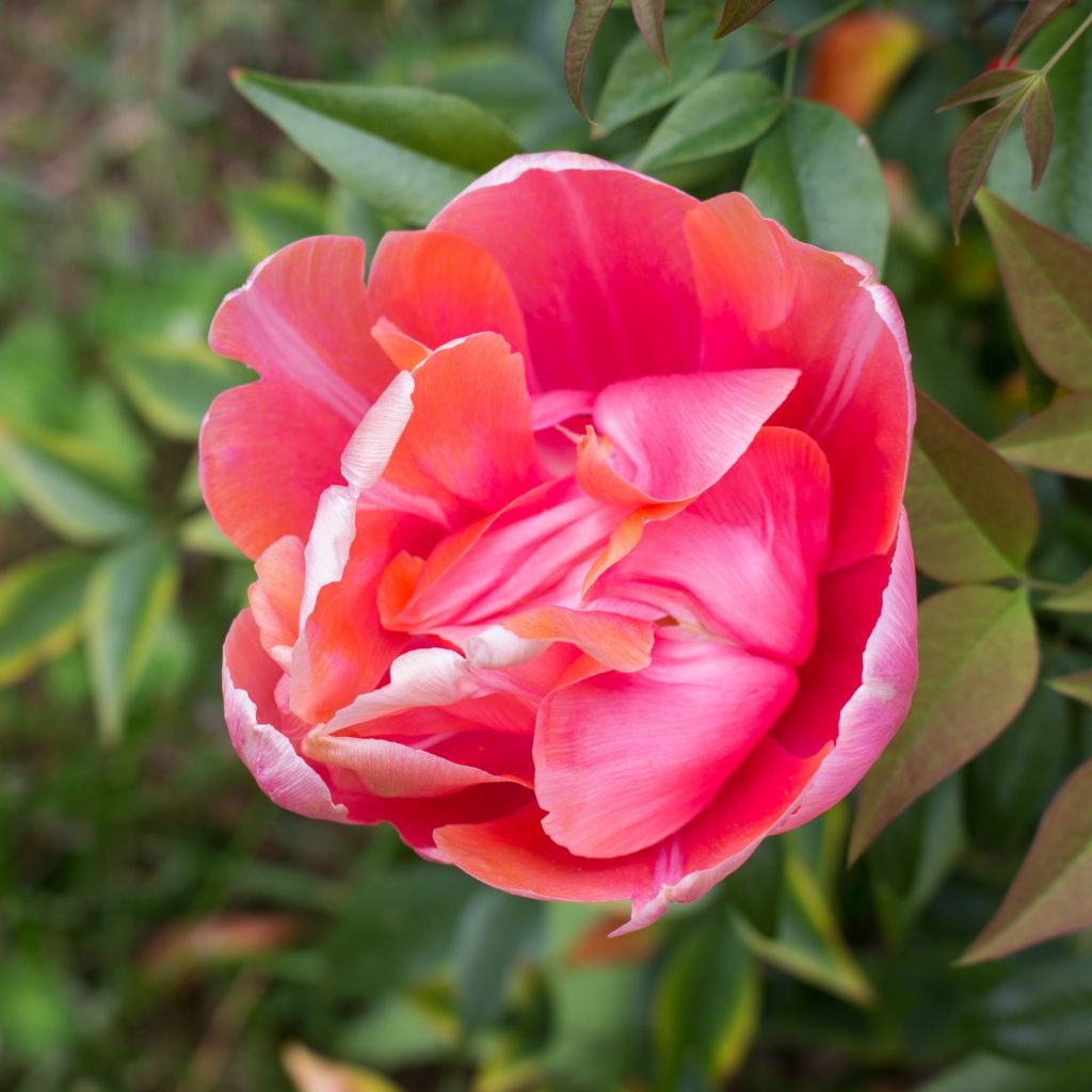 Tulipano Menton Unique