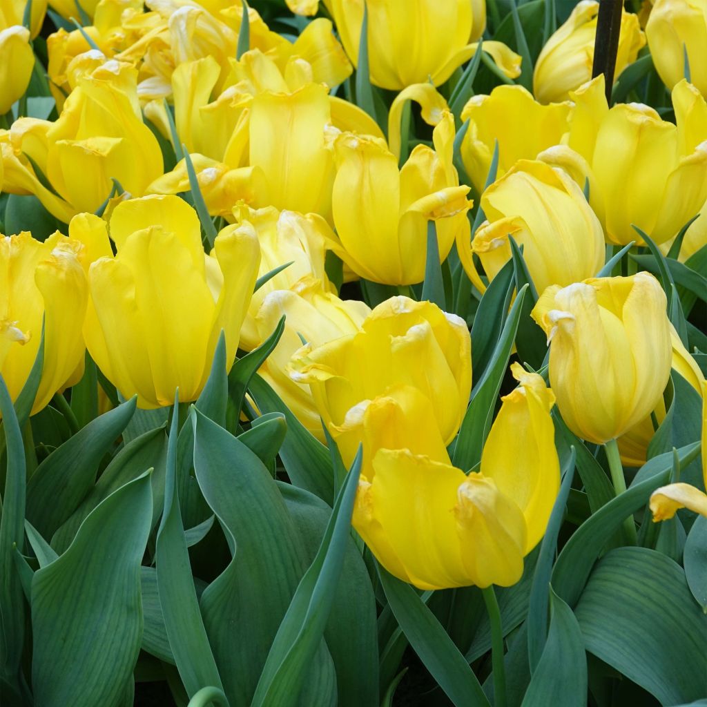 Tulipano Trionfo Shooting Star