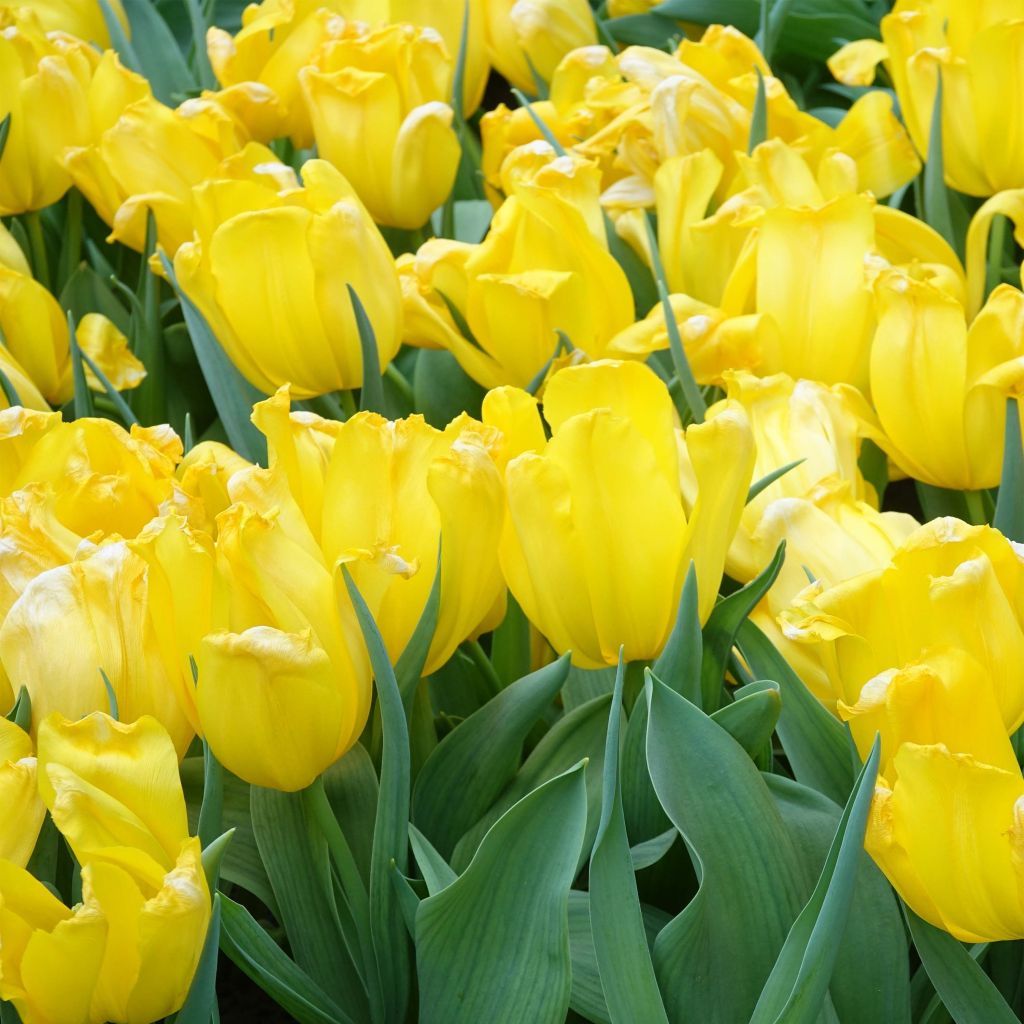 Tulipano Trionfo Shooting Star