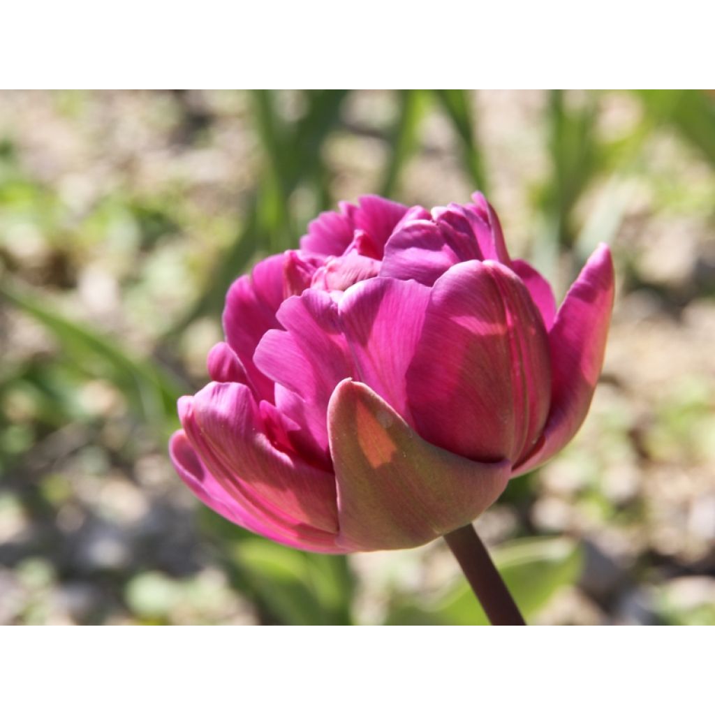 Tulipano Diamant Bleu