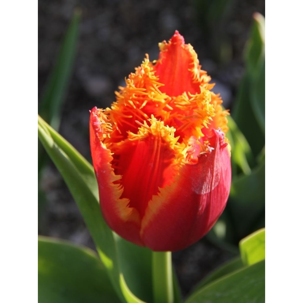 Tulipano sfrangiato Fabio