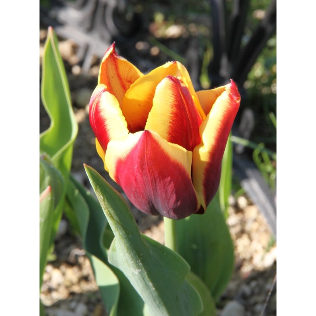 Tulipano Trionfo Gavota