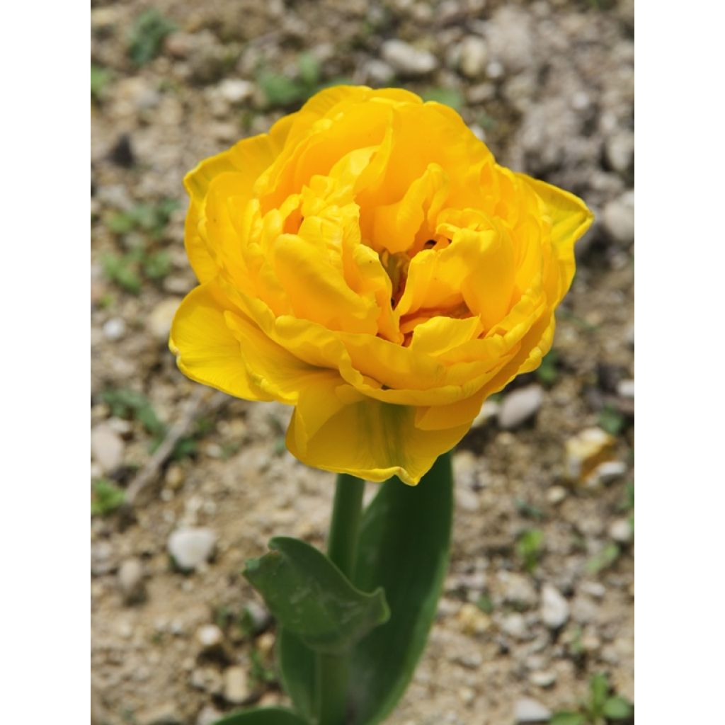 Tulipano Gold Fever