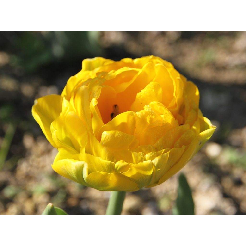 Tulipano Gold Fever