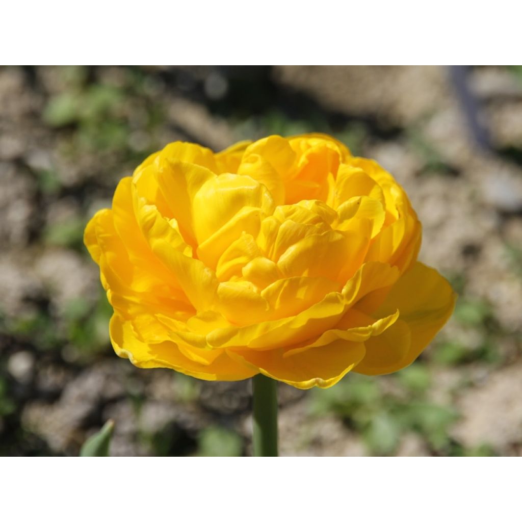 Tulipano Gold Fever