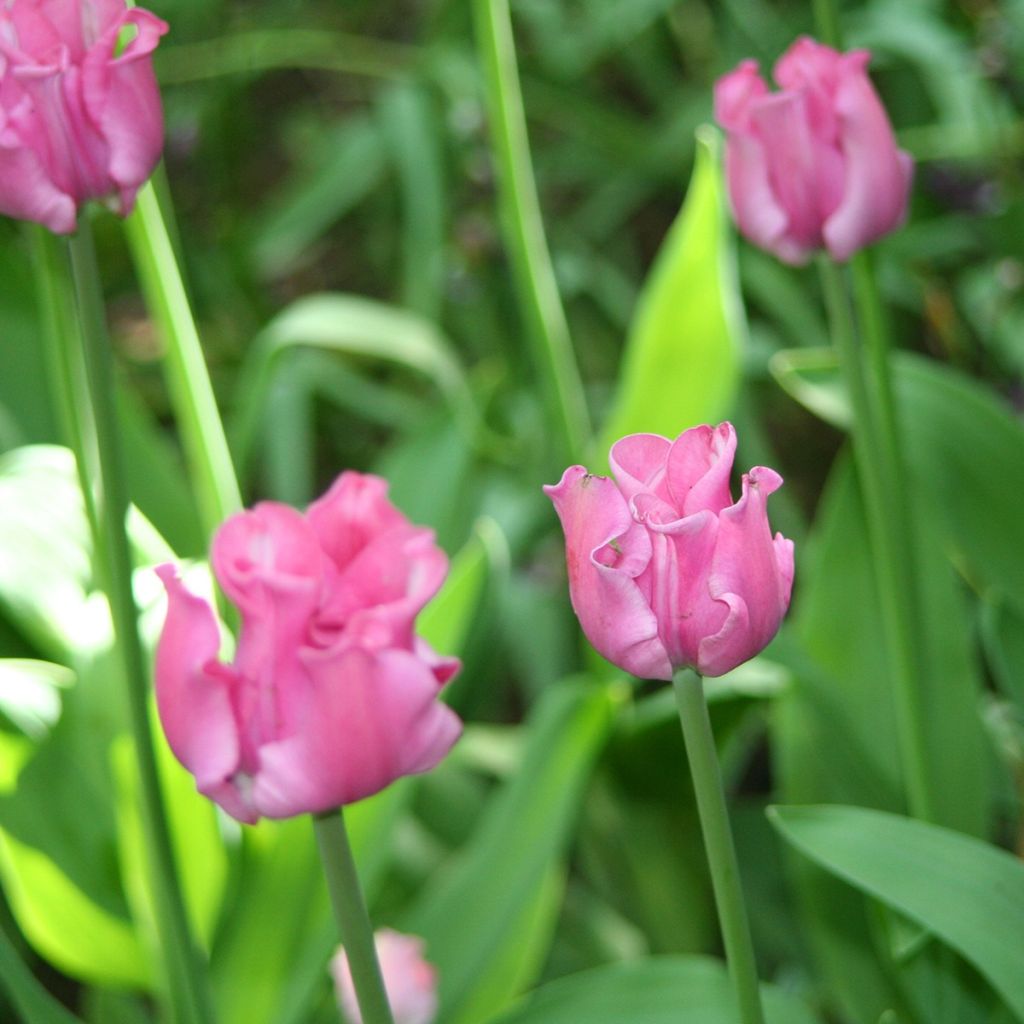 Tulipano Coronet Picture