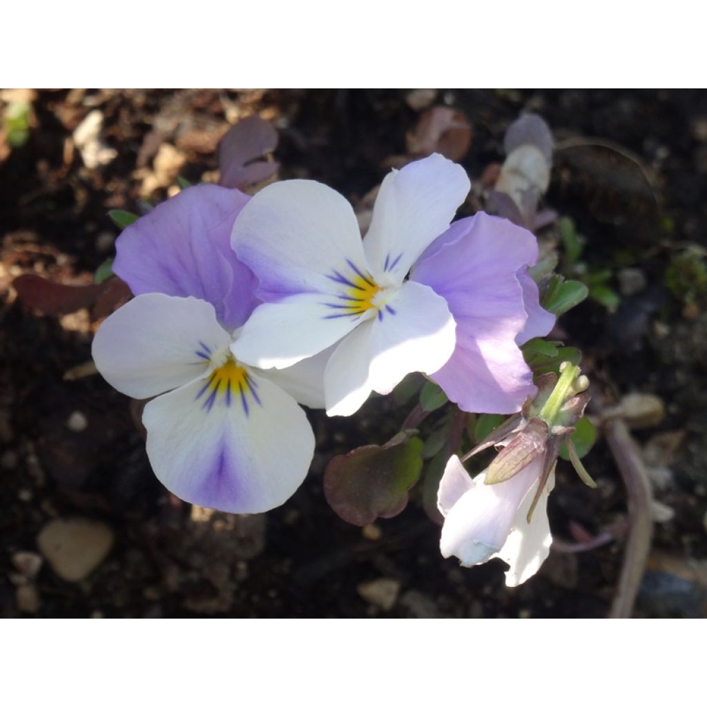 Viola cornuta Sorbet XP Pink Wing
