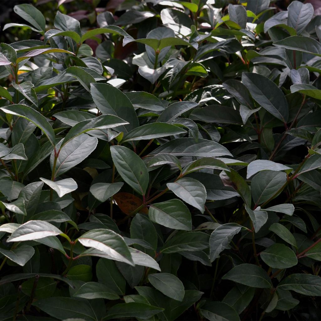Viburnum Le Bois Marquis